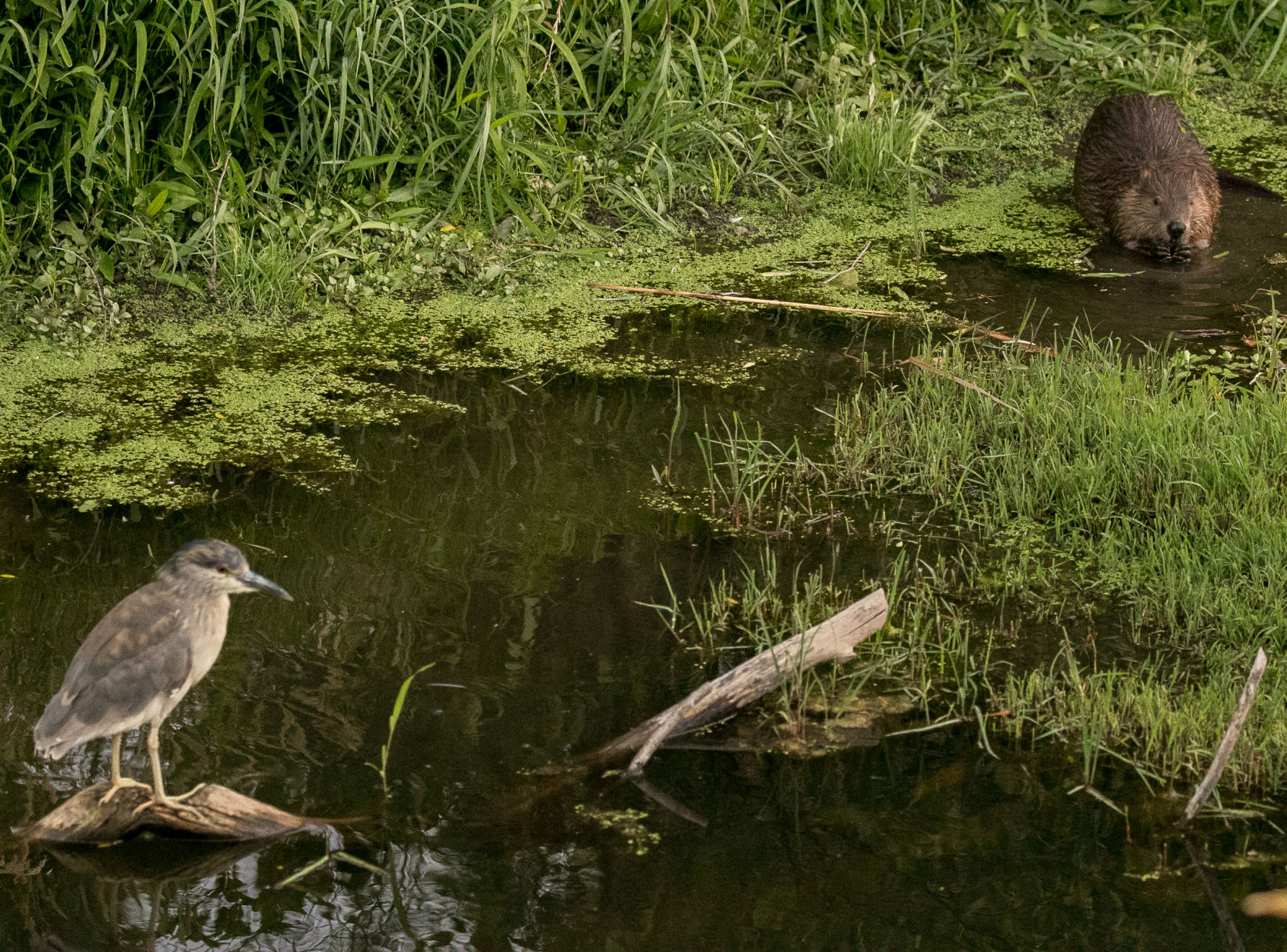 Beaver Lodge Summer 2017